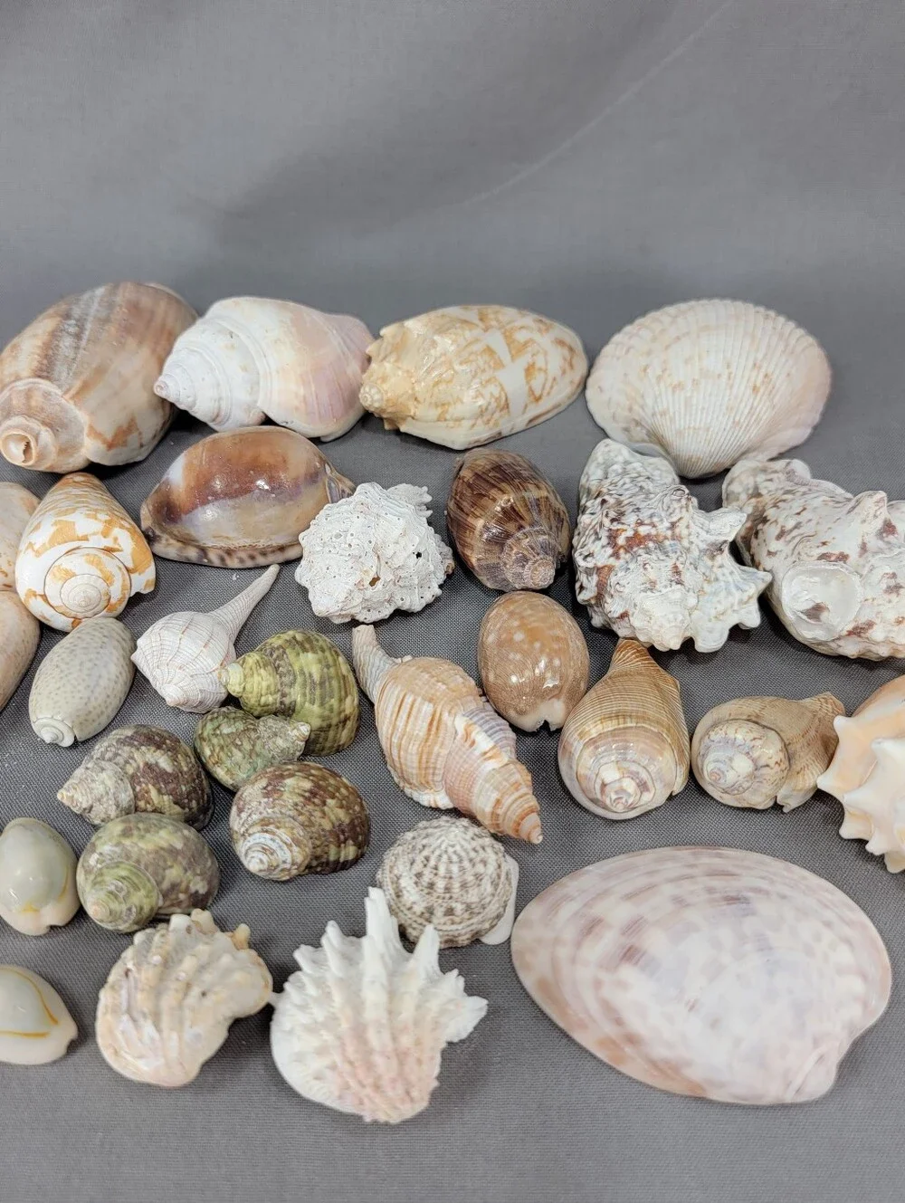 Mixed Shell Seashell Lot Beach Wedding Coastal Nautical Crafts Decor
